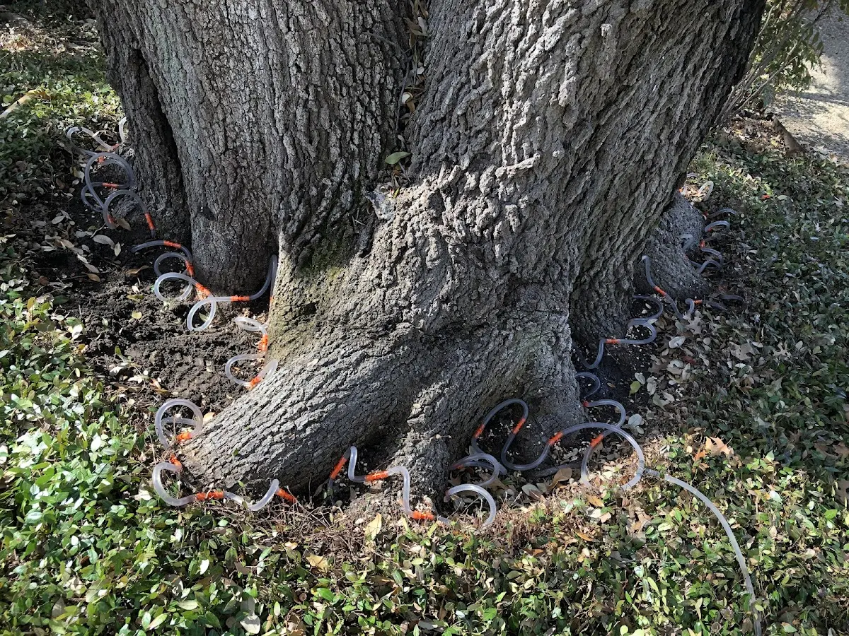 Detailed Tree Cabling and Bracing job site in Leipsic